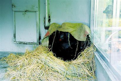 成都动物园过冬：猩猩盖“被子” 河马泡温泉 又名彭州站长网