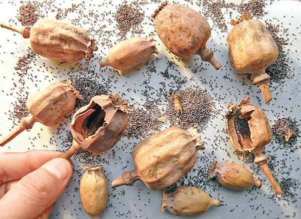 港媒：内地35餐企使用罂粟壳 上瘾或致神志不清