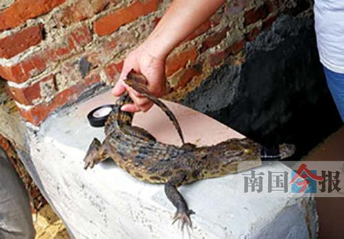 广西柳州市民捞到一条鳄鱼 疑有人当宠物养后丢弃